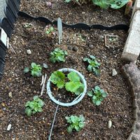 ネモフィラ,ヒヤシンス,ムスカリ,ムスカリ,ビオラの画像