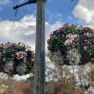 葉牡丹,花のある暮らし,緑のある暮らし,ナチュラルスタイル,繋がりに感謝✨の画像