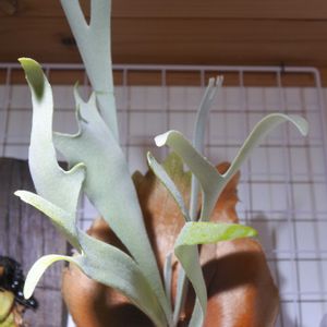 ビカクシダ,ウィリンキー,ムーンライト,成長記録の画像