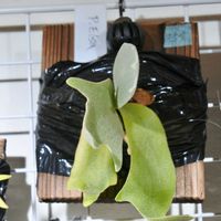 ビカクシダ,エルサ,成長記録の画像