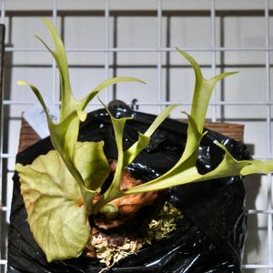 ビカクシダ,リドレイ,成長記録,細葉の画像