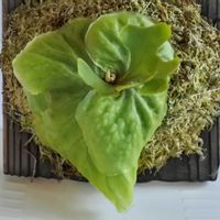 ビカクシダ,リドレイ,成長記録,シルベリーの画像