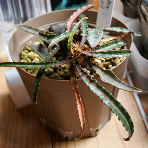 ユーフォルビア,実生,成長記録,フランコイシーの画像