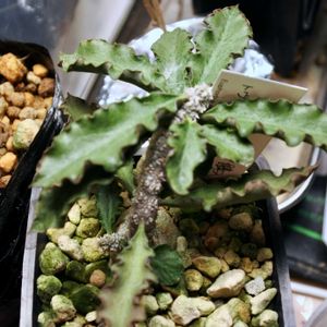 ユーフォルビア,実生,成長記録,アンボボンベンシスの画像