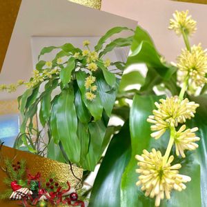 ドラセナ,幸福の木,成長記録,つぼみ,楽しみ〜の画像