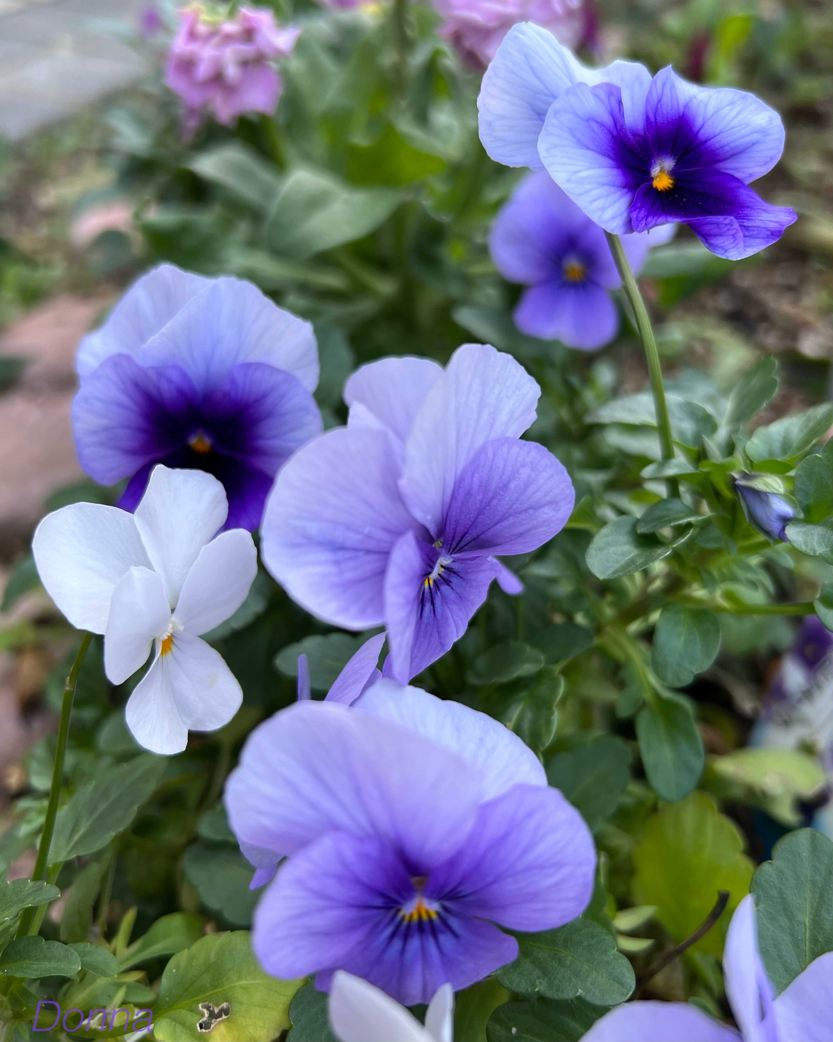 スイーツMIXビオラの一覧｜🍀GreenSnap（グリーンスナップ）