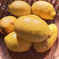 カリン,キンカン,百目柿,四つ溝柿,四つ溝柿の画像