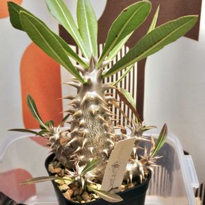 パキポディウム,グラキリス,ホロンベンセ,実生,成長記録の画像