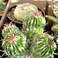 アロエ,サボテン,ハナキリン,花月,金のなる木の画像