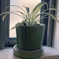 オリヅルラン,トイレ・洗面所の画像