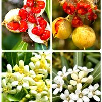 トベラ,ワレモコウ,クロガネモチ,ミツバアケビ,ヒロハフウリンホオズキの画像