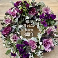 クローバー,シロタエギク,葉牡丹,ビオラ,葉牡丹リースの画像