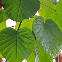 ガジュマル,カポック,ウンベラータ,ベンジャミン,8日は葉っぱの発表会の画像