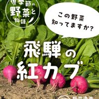 カブ,飛騨紅かぶ,飛騨紅かぶ,野菜作り,在来種の画像