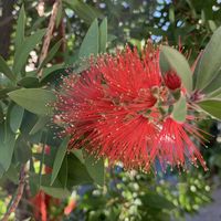 ブーゲンビリア,ブーゲンビリア,ブラシノキ,ブラシノキ,ブラシノキの画像