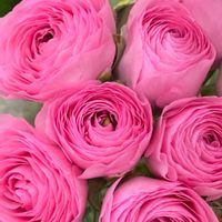 ラナンキュラスの画像