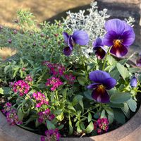 アリッサム,ビオラ,花かんざし,いつも、いいね❤をありがとうございます‼,お天気に恵まれての画像
