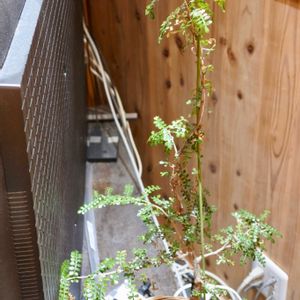 実生,パキプス,成長記録,オペルクリカリア,根差しの画像