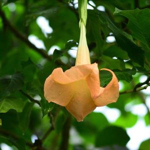 エンジェルス トランペット,ブルグマンシア・ウェルシコロル,ブルグマンシア・ウェルシコロル,天使のラッパ,ナス科の画像