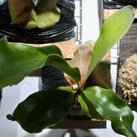 ビカクシダ,成長記録,メラメラの画像