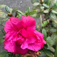 アザレアの画像