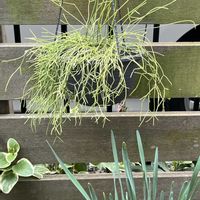 リプサリス　カスッサ,B型,GSミニモニ。,バラと夢CLUB,ネックレスの日の画像