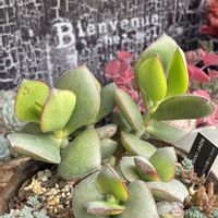 七宝樹,天人の舞,ミニジェイド,バラと夢CLUB,さくら餅子さんのリメ缶の画像