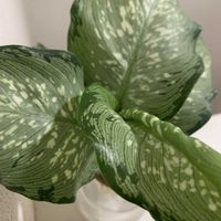 ディフェンバキア,ディフェンバキア ティキ,スタンダードプロダクツの画像