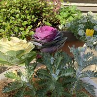 アリッサム,ユリオプスデージー,ワイヤープランツ,ビオラ,カルーナの画像