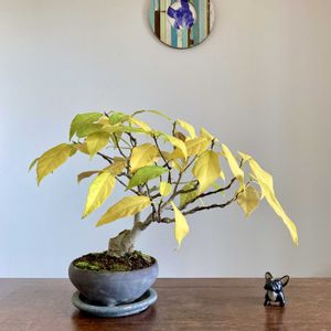 イヌビワ,イヌビワ,落羽松-ラクウショウ,盆栽,小品盆栽の画像