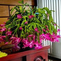 シャコバサボテン,ツワブキ,ハツユキカズラ,ノブドウ,クリサンセマ厶◯◯◯の画像