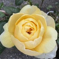 四季咲きモクセイ,四季咲きモクセイ,薔薇ハッピーマザーズデイ,薔薇ハッピーマザーズデイ,バラ ジャンヌダルクの画像