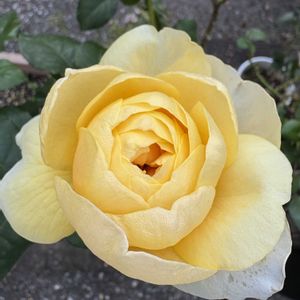 四季咲きモクセイ,四季咲きモクセイ,薔薇ハッピーマザーズデイ,薔薇ハッピーマザーズデイ,バラ ジャンヌダルクの画像