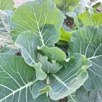 キャベツ,ほうれん草,ミニ大根,家庭菜園の画像