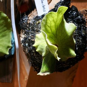 ビカクシダ,エレファントティス,成長記録の画像