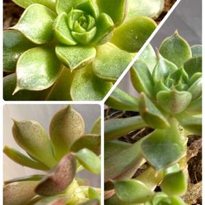 ナデシコ,紅葉,日々草,小松菜,サニーレタスの画像