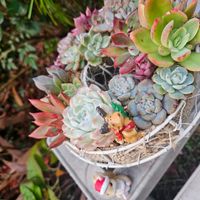 つぼみが♪,棚,庭の画像