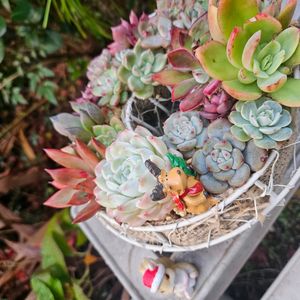 つぼみが♪,棚,庭の画像