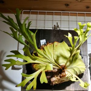 ビカクシダ,リドレイ,成長記録の画像