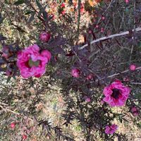 ギョリュウバイの画像