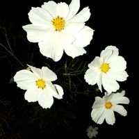 手作り,キク科,サンタさん,素敵な花壇,大島小松川公園の画像