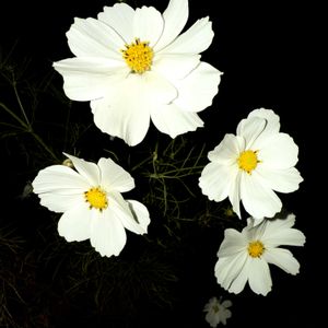 手作り,キク科,サンタさん,素敵な花壇,大島小松川公園の画像