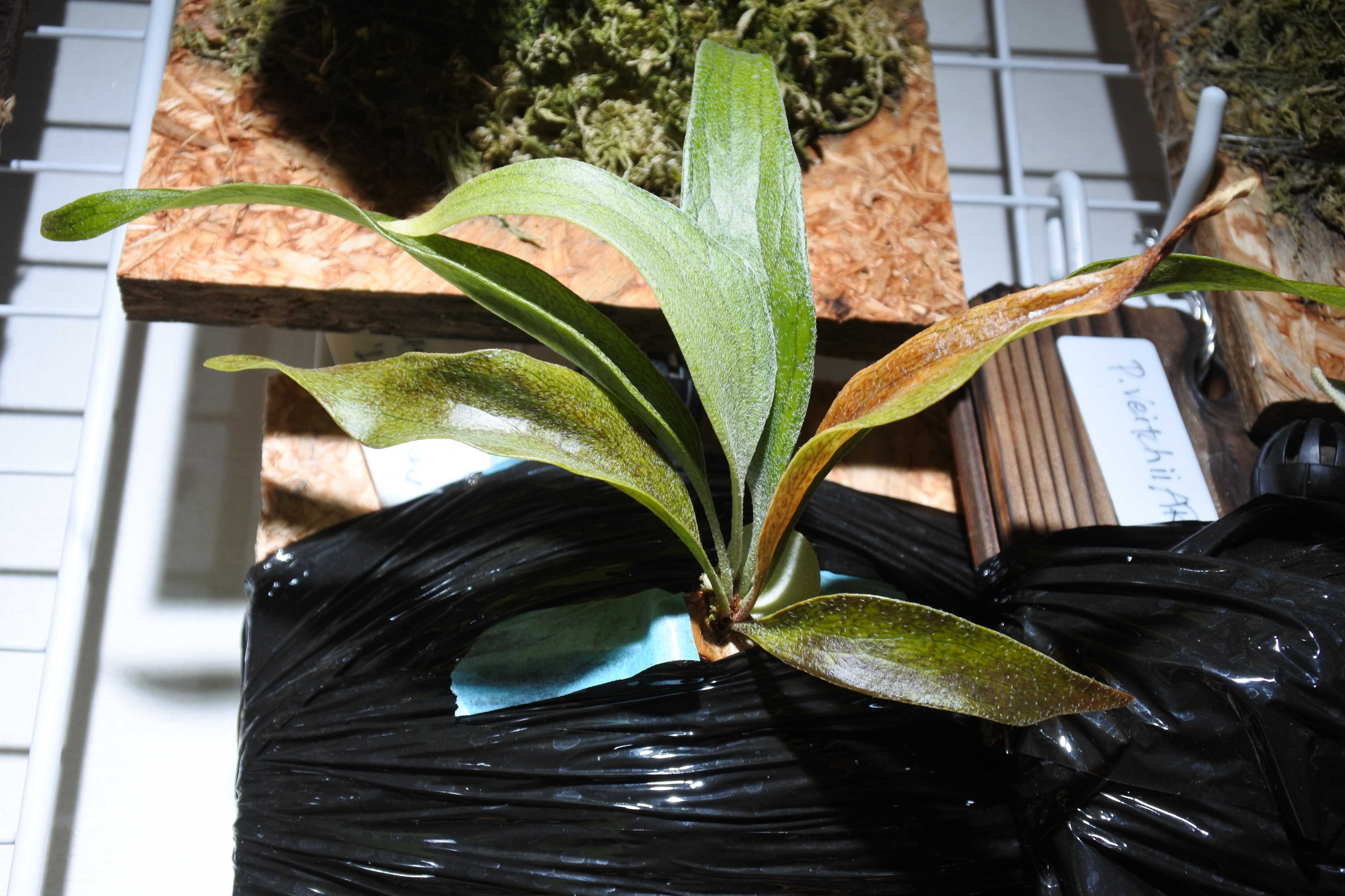 成長点の向き2 ビカクシダの森