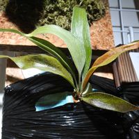 ビカクシダ,成長記録,マウントルイス,リトルキティの画像