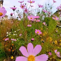 コスモス,コスモス,リュウノヒゲ,リュウノヒゲの実,マムダチ♡の画像