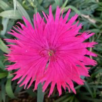 ナデシコ,ナデシコ,カワラナデシコ,カワラナデシコ,公園の画像