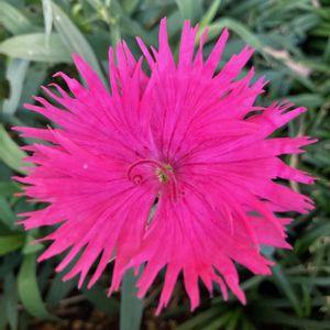 ナデシコ,ナデシコ,カワラナデシコ,カワラナデシコ,公園の画像