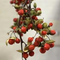 ツルウメモドキ,赤い実,ツルウメモドキの実,元気モリモリ,ニシキギ科の画像