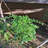 アベリア,アベリア,花散歩,復興祈願,花友さんに感謝の画像