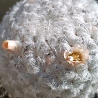 ジニア,ルビーネックレス,白星,ブロウメアナ,シクラメン イリュージアの画像